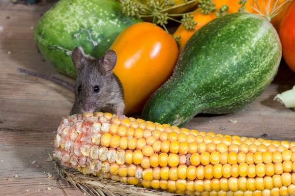 Anlage frucht maus wild Foto