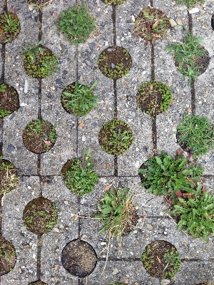 木 rock 植物 葉 写真