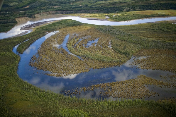 Landscape nature forest marsh Photo