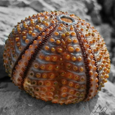 Strand natur muster korn
 Foto