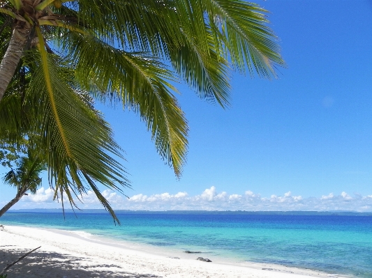 Beach sea coast tree Photo