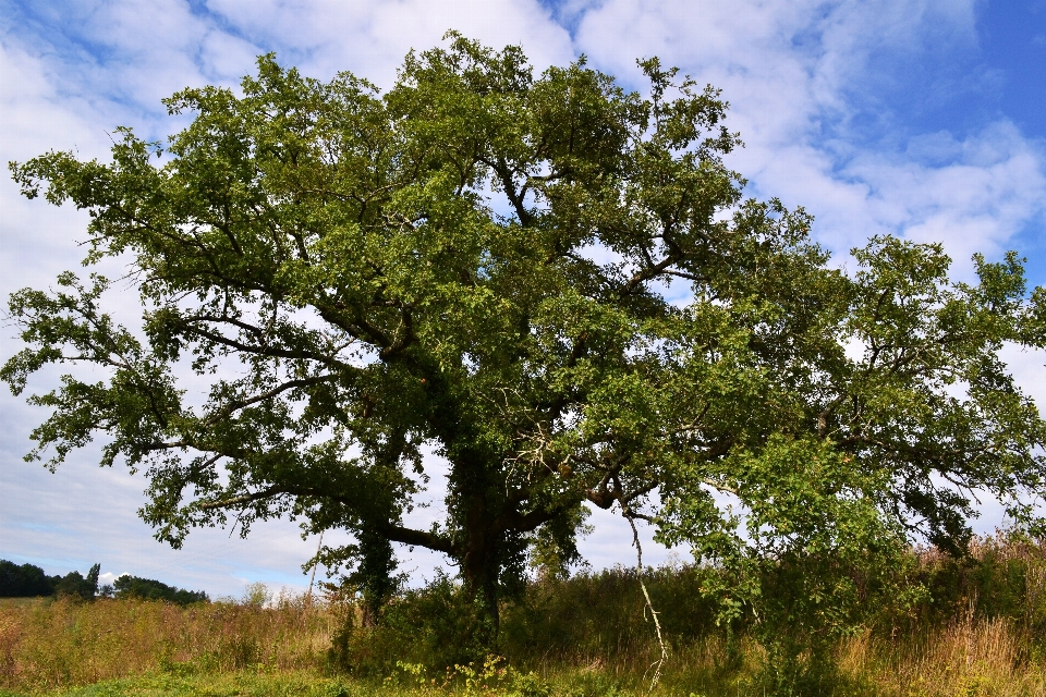 Paisagem árvore natureza filial