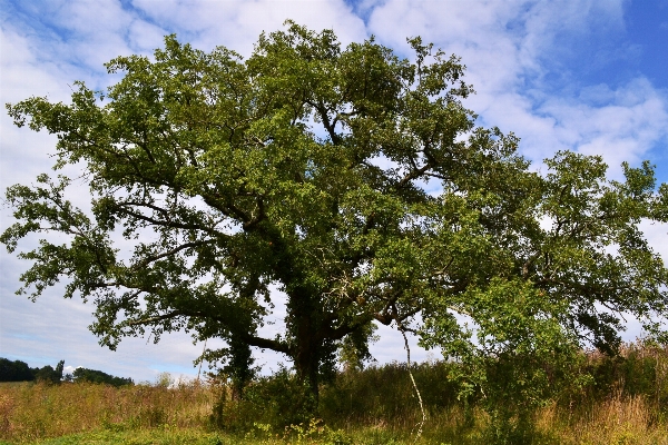 Foto Paisagem árvore natureza filial