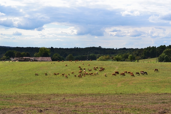 Foto Paisaje naturaleza césped campo