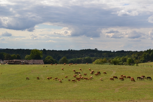 Foto Paisaje naturaleza césped campo