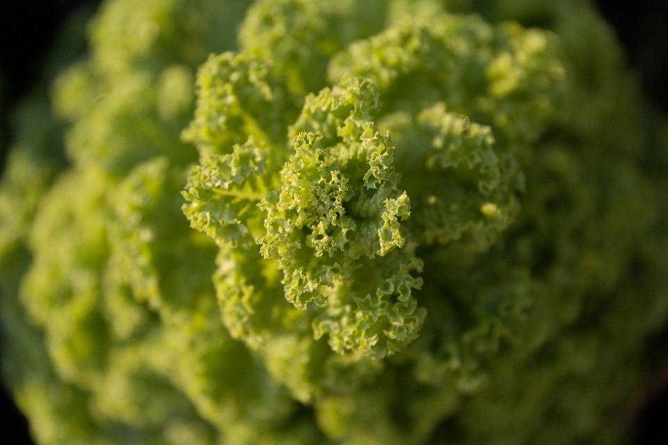 植物 葉 花 食べ物