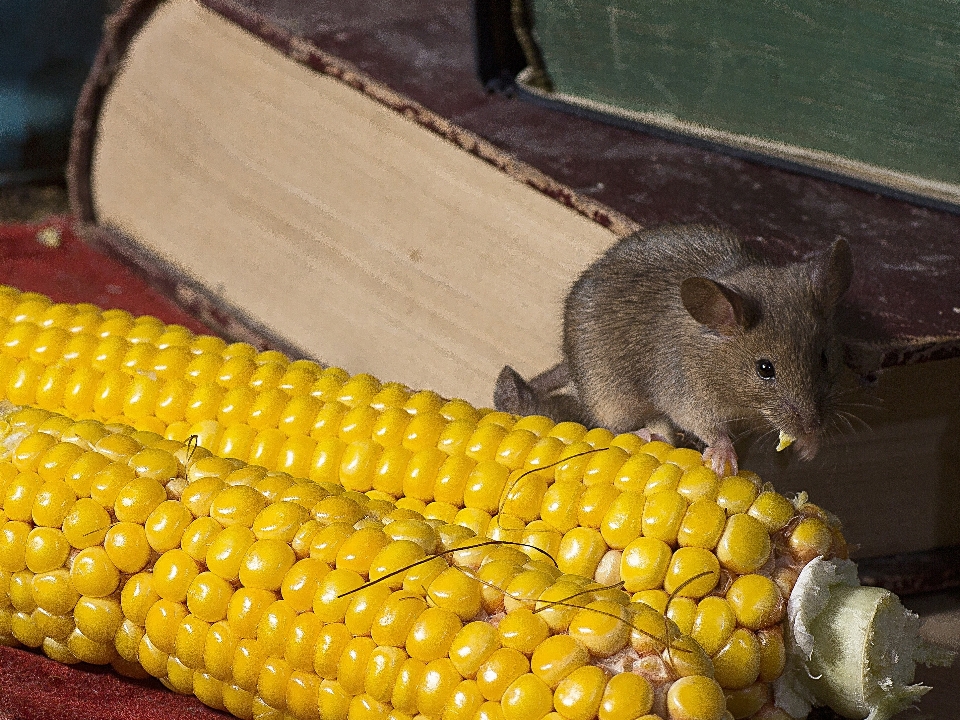 Maus wild essen mais