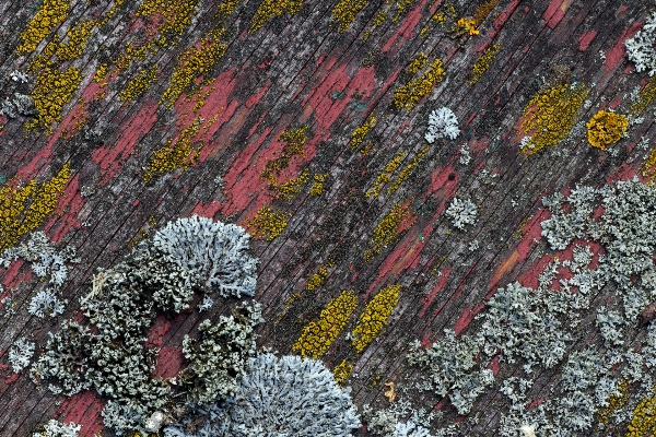 Tree rock wood texture Photo