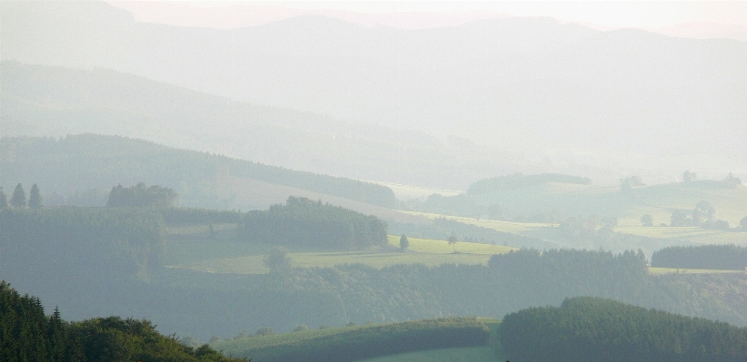 Foto Paesaggio albero natura foresta