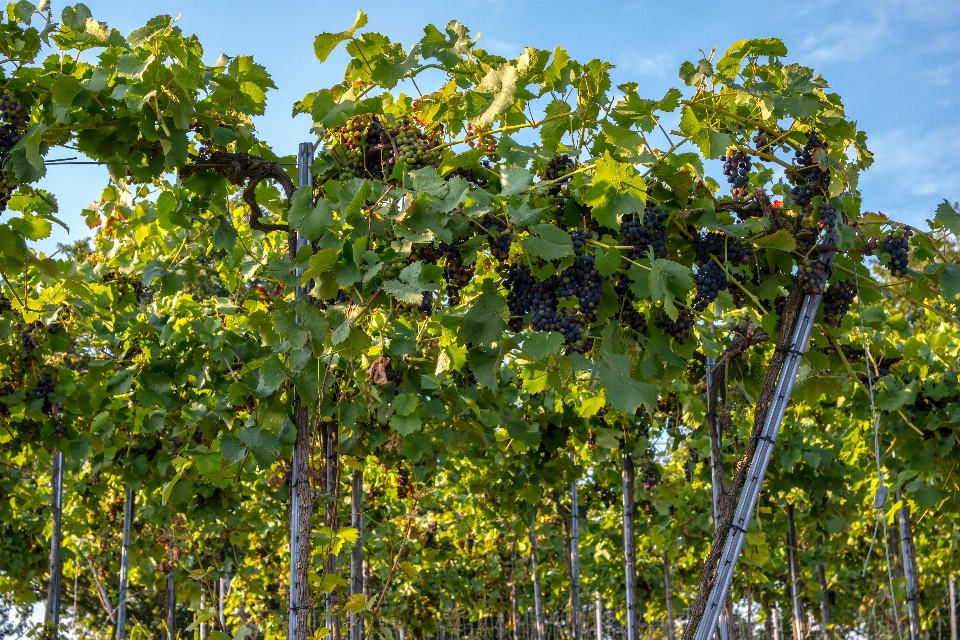 Arbre bifurquer usine raisin