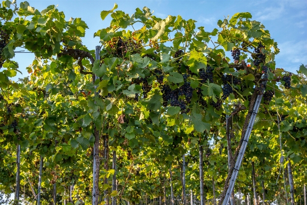 Tree branch plant grape Photo