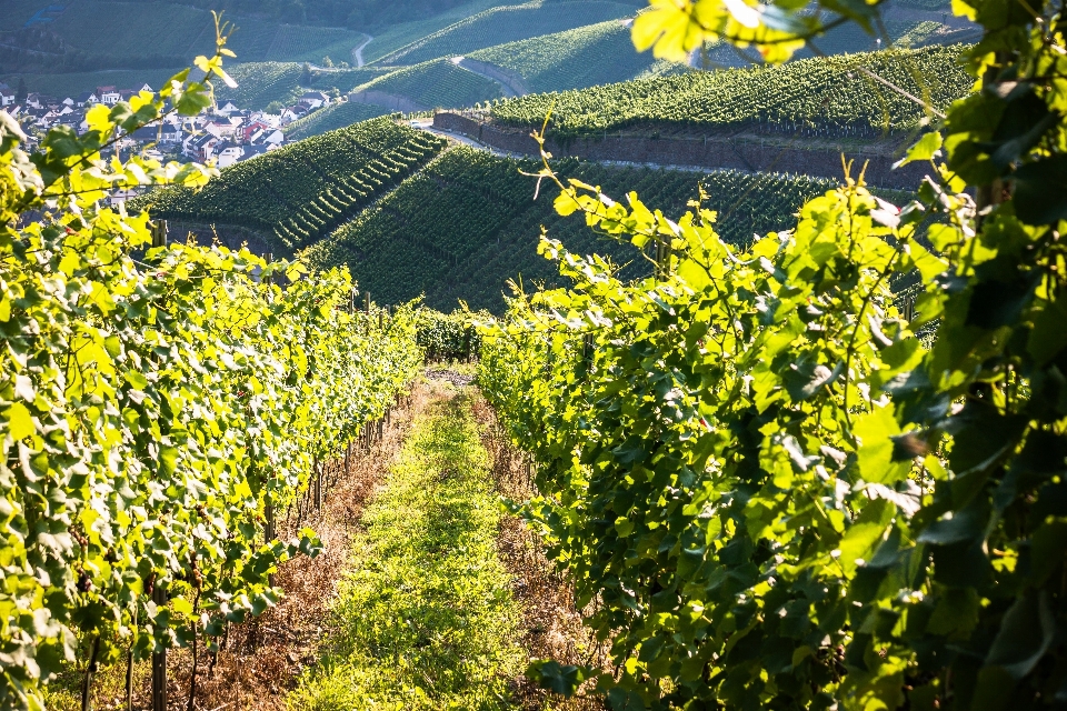 Vine vineyard wine field