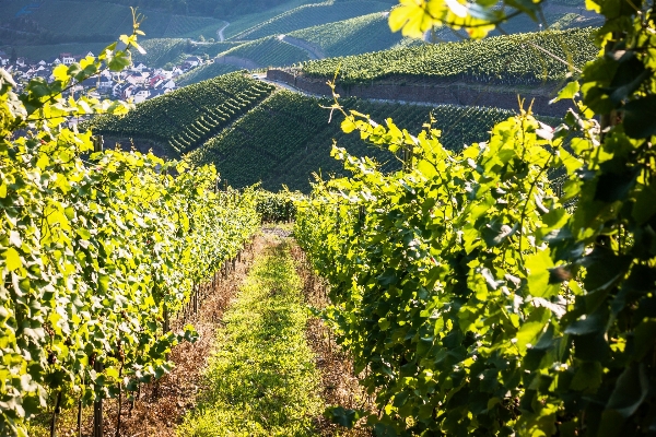 Vine weinberge wein feld Foto