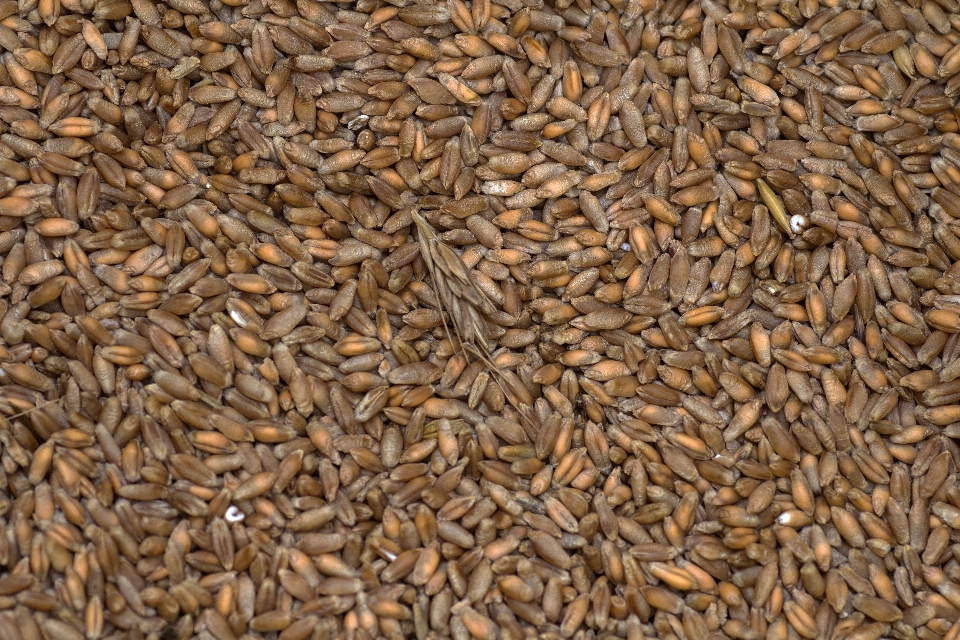 Plantar trigo grão comida