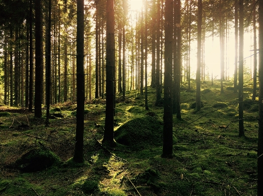 Landscape tree nature forest Photo