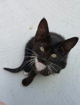 黒と白
 かわいい 子猫 猫 写真