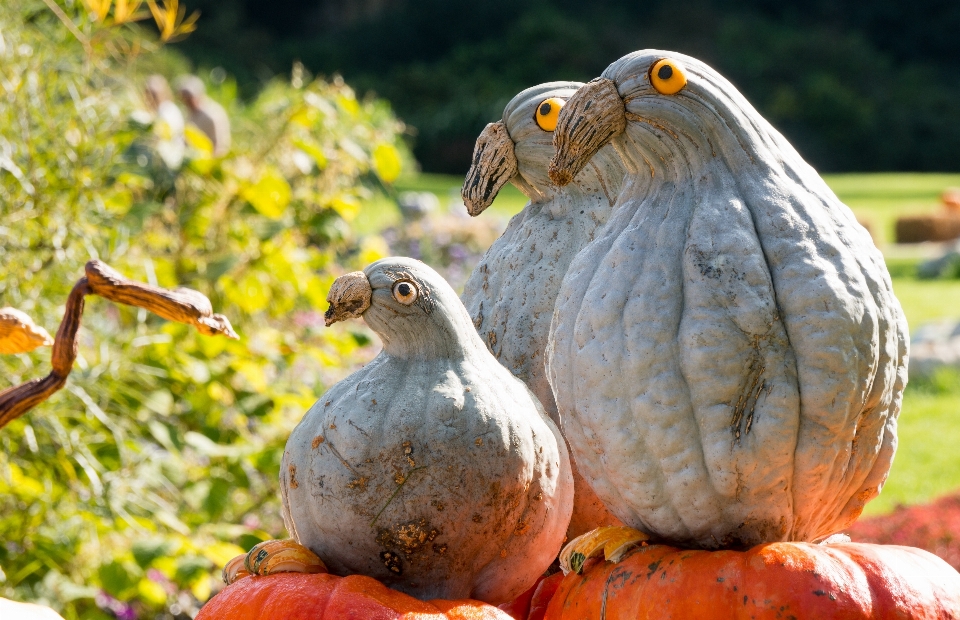 Nature oiseau faune nourriture