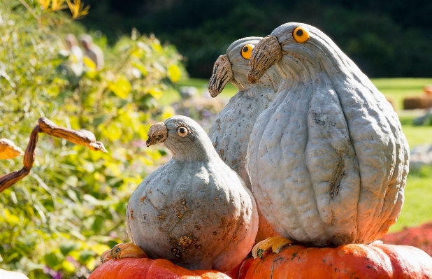 自然 鳥 野生動物 食べ物 写真