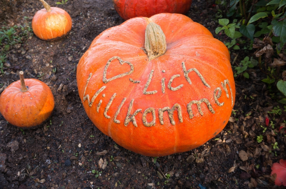 Anlage orange produzieren herbst