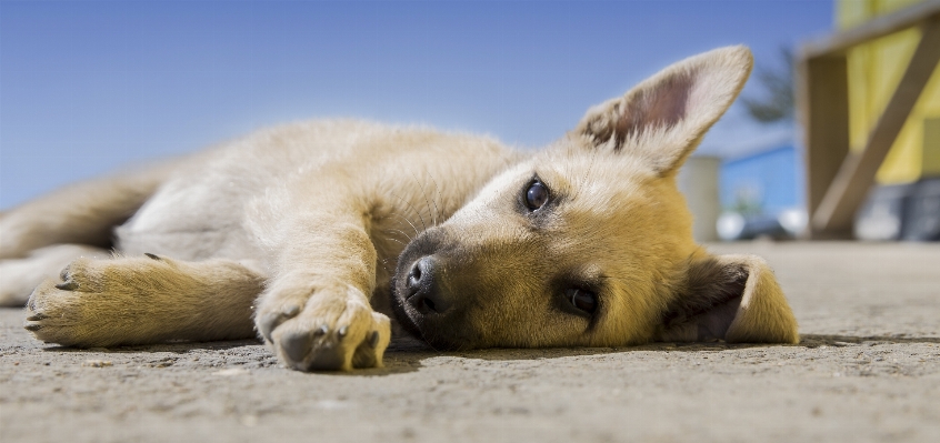 Foto Anak anjing satwa imut-imut