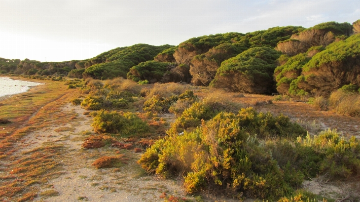 Landscape coast tree nature Photo