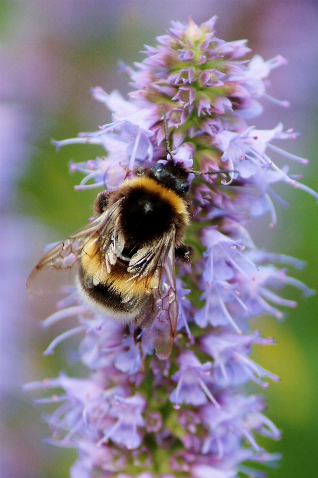 Natur blüte anlage fotografie