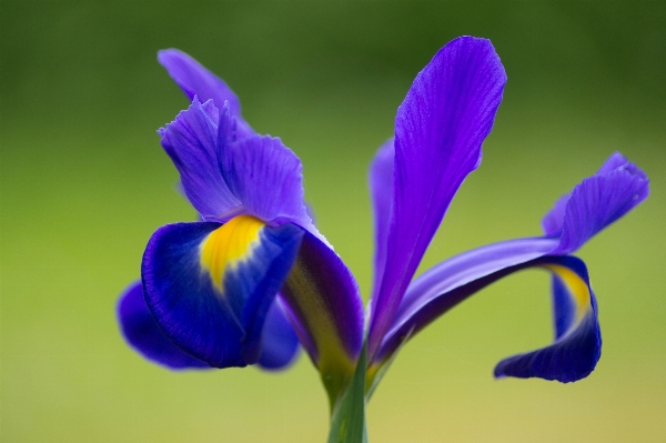 Foto Natureza florescer plantar flor