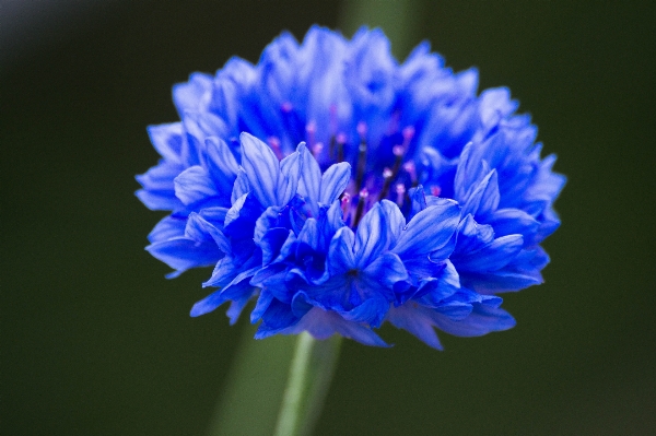 自然 花 植物 花弁 写真