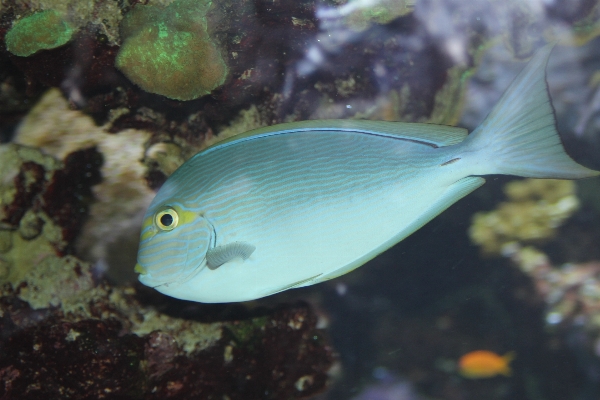 Foto água natureza embaixo da agua biologia