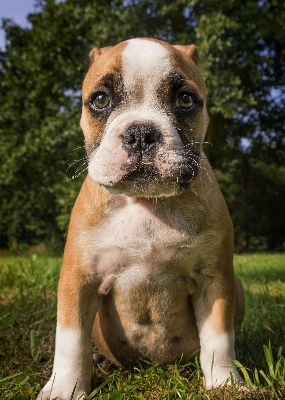 Meadow sweet puppy dog Photo