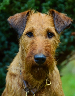 Foto Anjing satwa peliharaan bulu