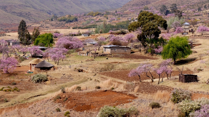 Landscape wilderness flower valley Photo