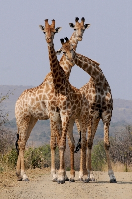 Foto Estructura formación fauna silvestre mamífero