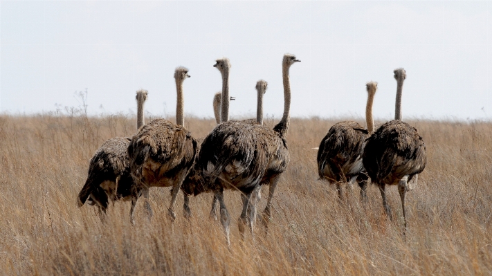 Photo Oiseau courir faune autruche