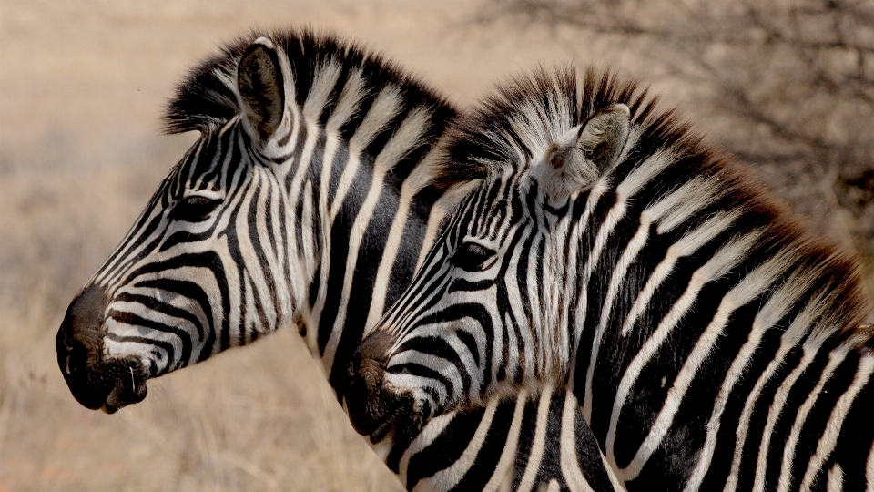 Bianco e nero
 animali selvatici africa mammifero