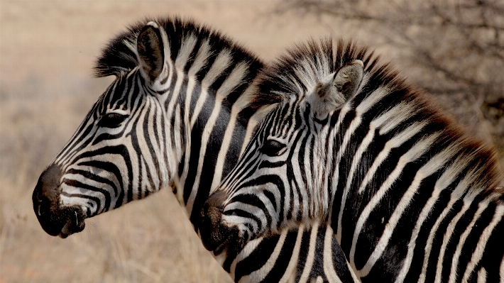 Foto Bianco e nero
 animali selvatici africa mammifero