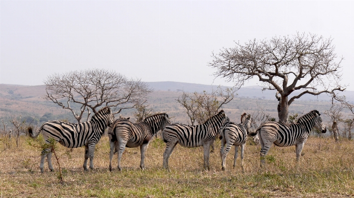 Foto Estructura pradera
 aventura fauna silvestre