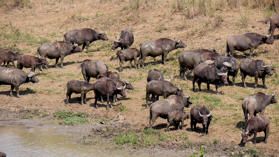 Aventura animais selvagens rebanho pastando
