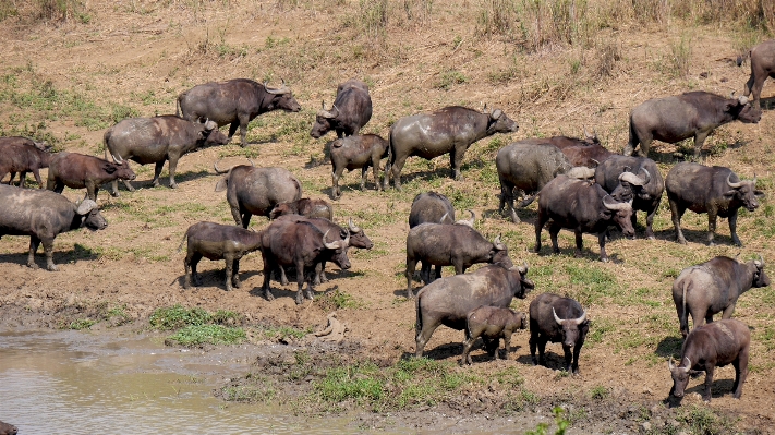 Adventure wildlife herd grazing Photo