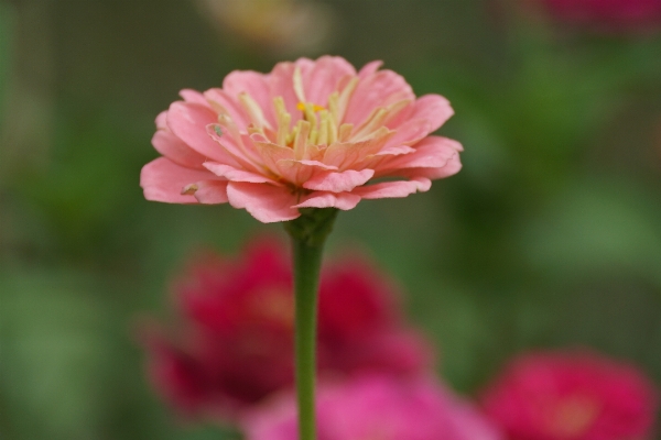 Nature blossom plant flower Photo