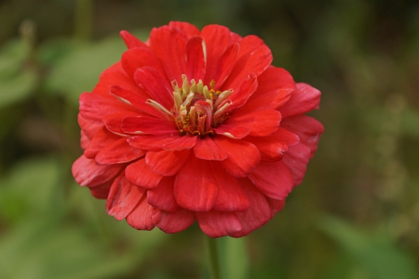 Nature plant flower petal Photo