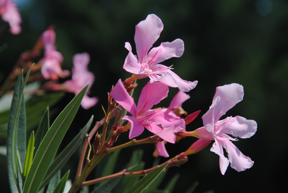 Natur blüte anlage blume