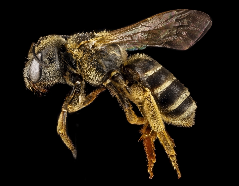 Profile wildlife pollen insect