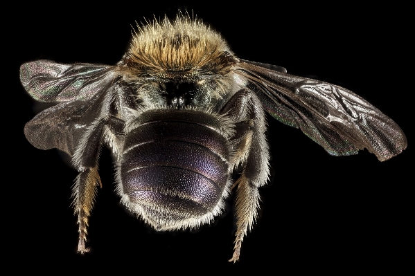 Wing photography fly wildlife Photo