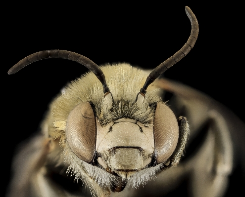 Photography wildlife horn pollen Photo