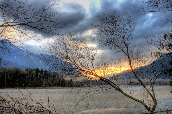 風景 木 自然 地平線 写真