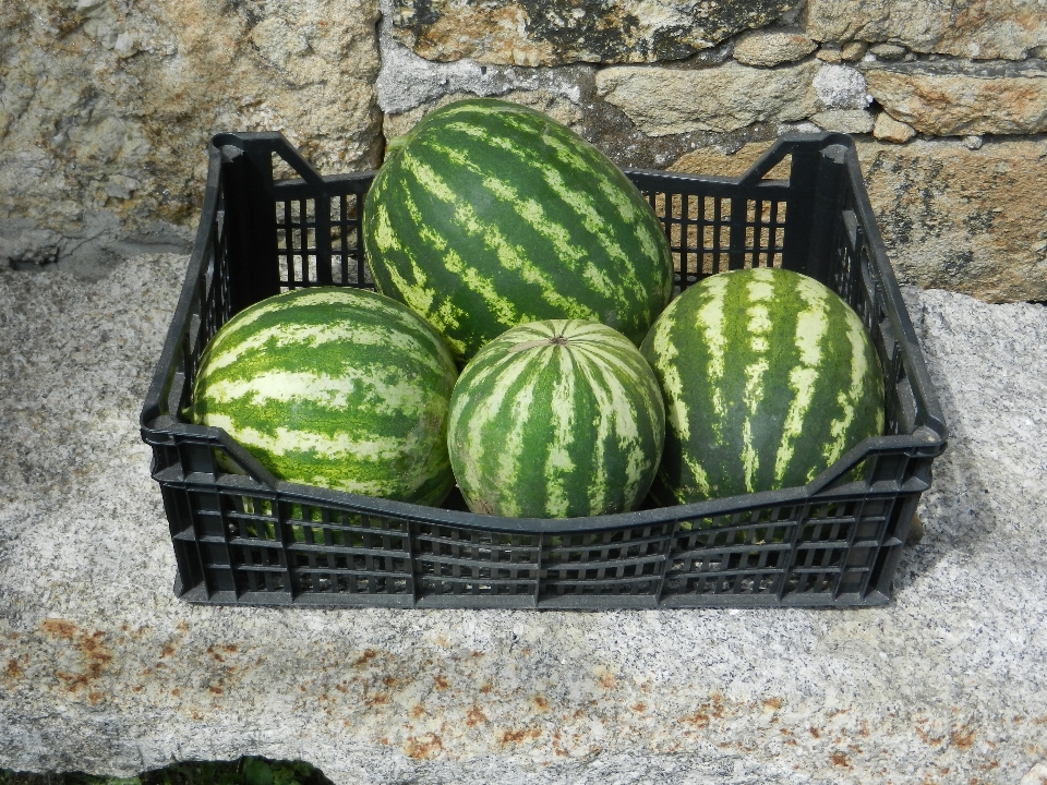 植物 水果 花 食物