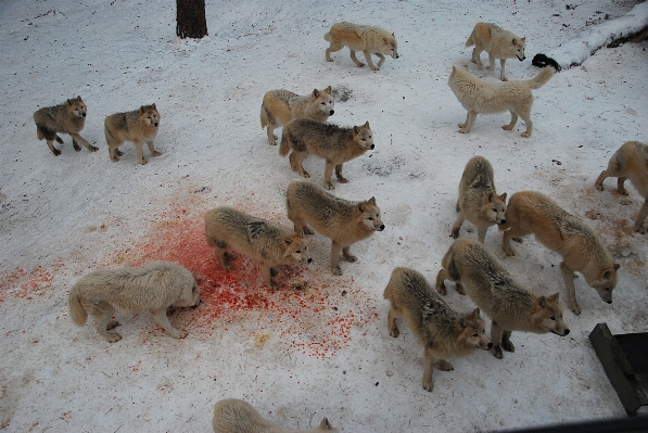 Snow white animal wildlife Photo