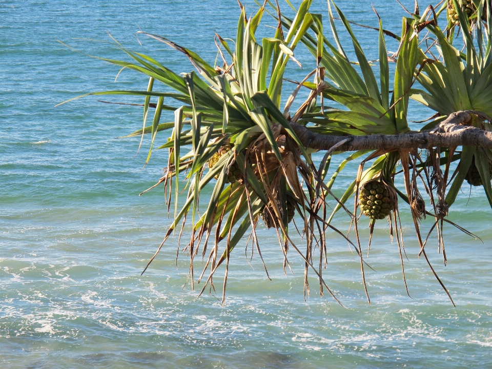 Strand meer baum ozean