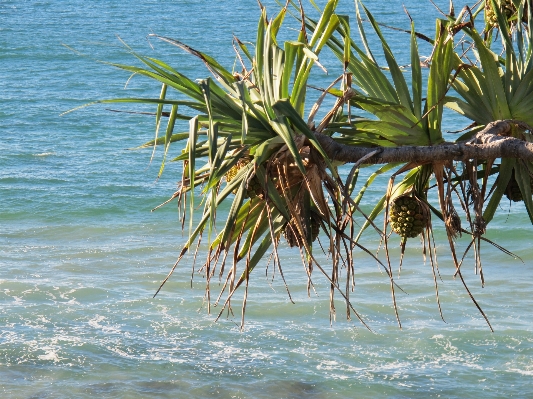 Beach sea tree ocean Photo